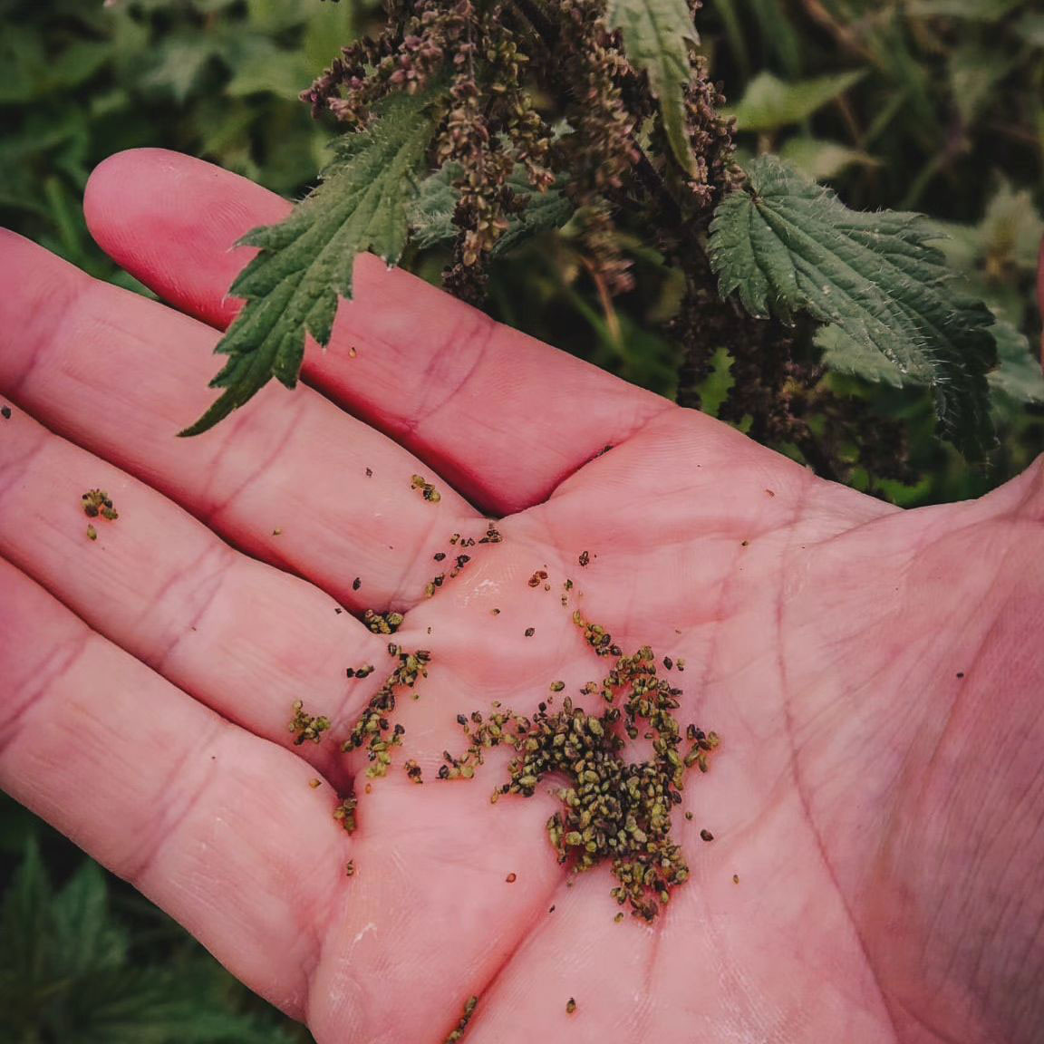 Close-up of a hand holding freshly harvested green nettle seeds with nettle leaves and hanging seed clusters in the background.