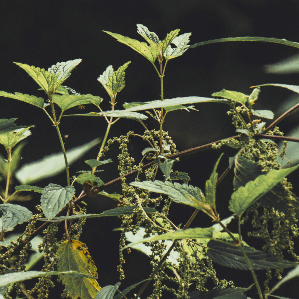 Close-up view of nettle plants with clusters of green nettle seeds hanging from the stems.