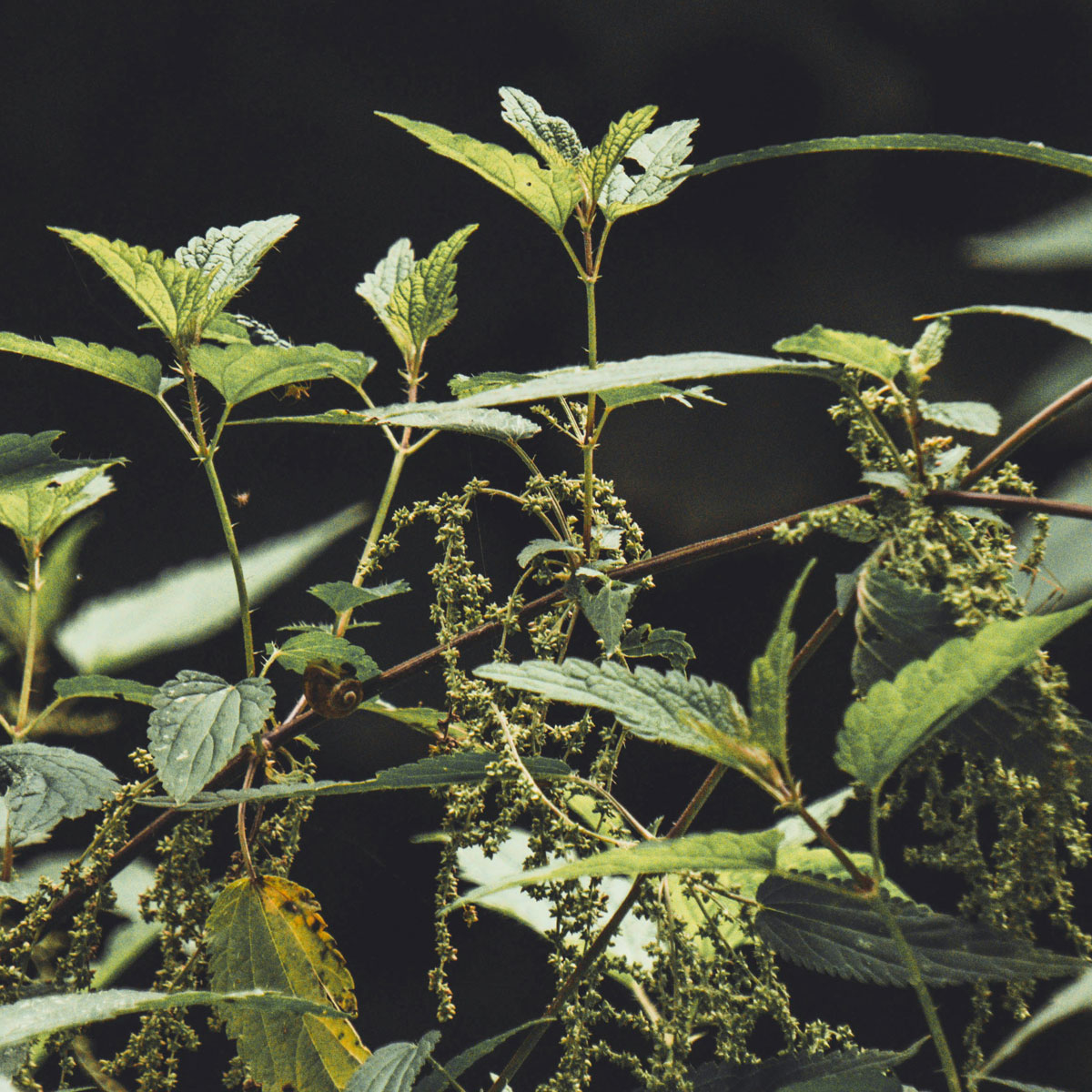 Nettle Seeds: The Nutrient-Packed Superfood You Need to Try - Post