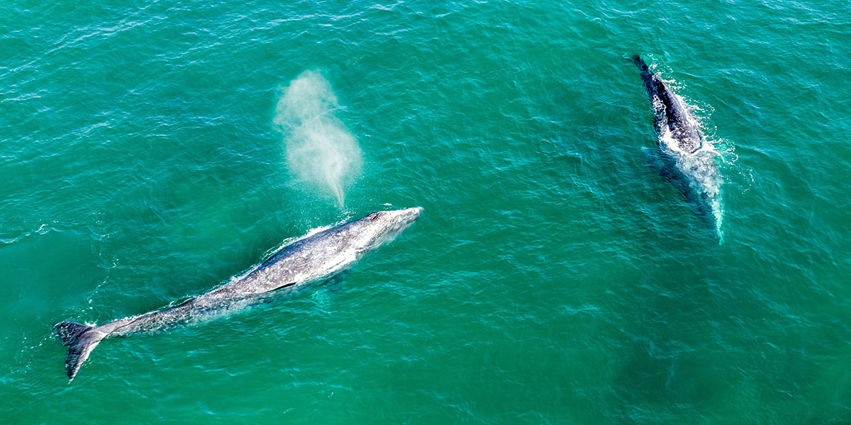 Aerial view of two whales swimming in clear turquoise ocean water, one exhaling a spout of mist through its blowhole.