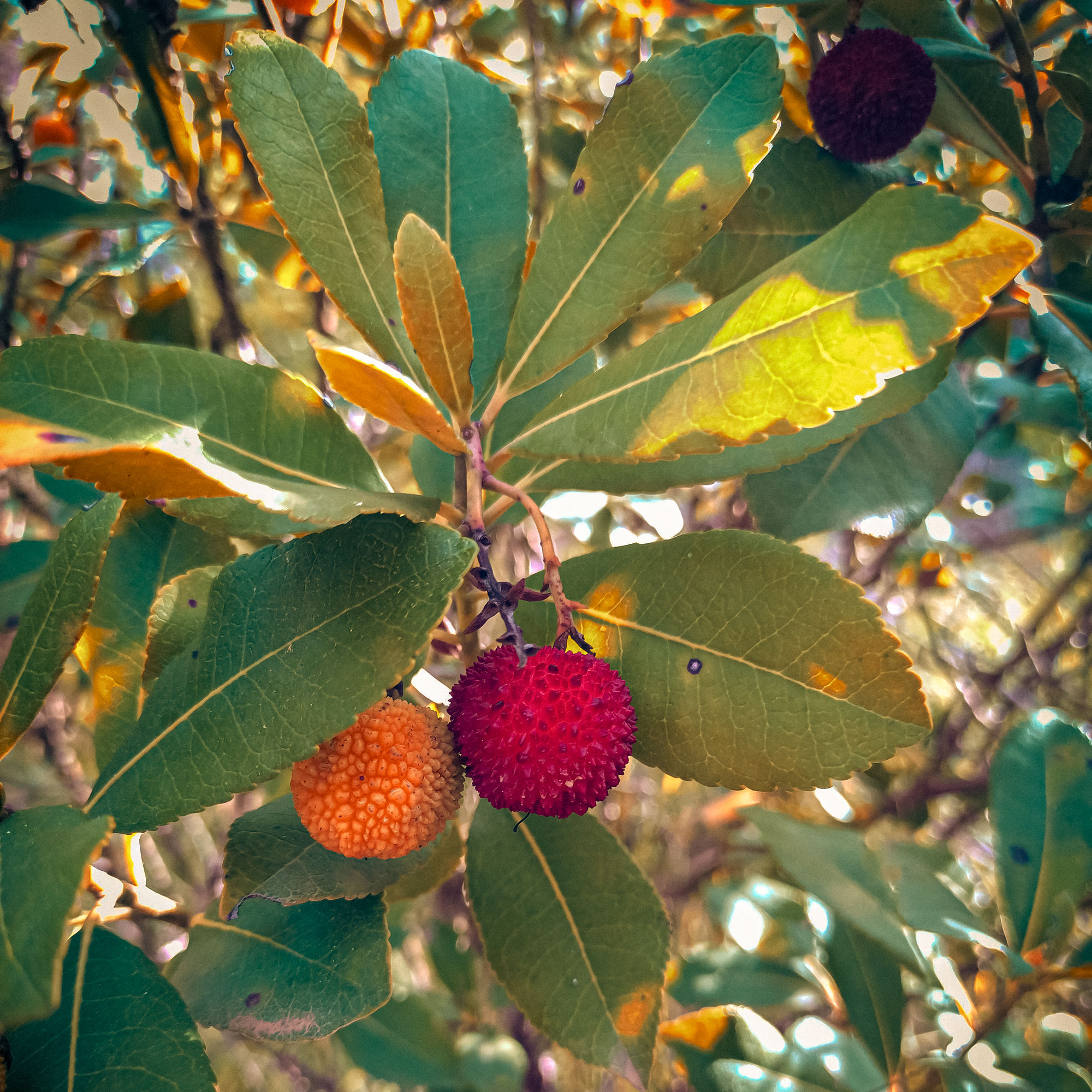 Discover the Power of the Strawberry Tree: Nature’s Autumn Superfruit, Post