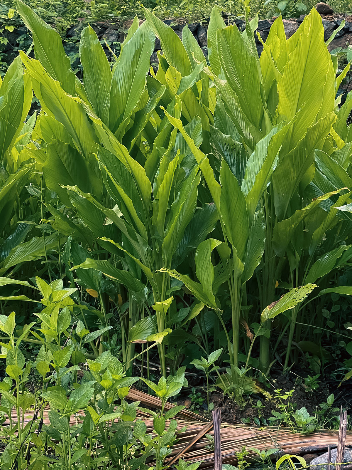 Lush green turmeric plants growing in a garden, surrounded by other vegetation and natural mulch.