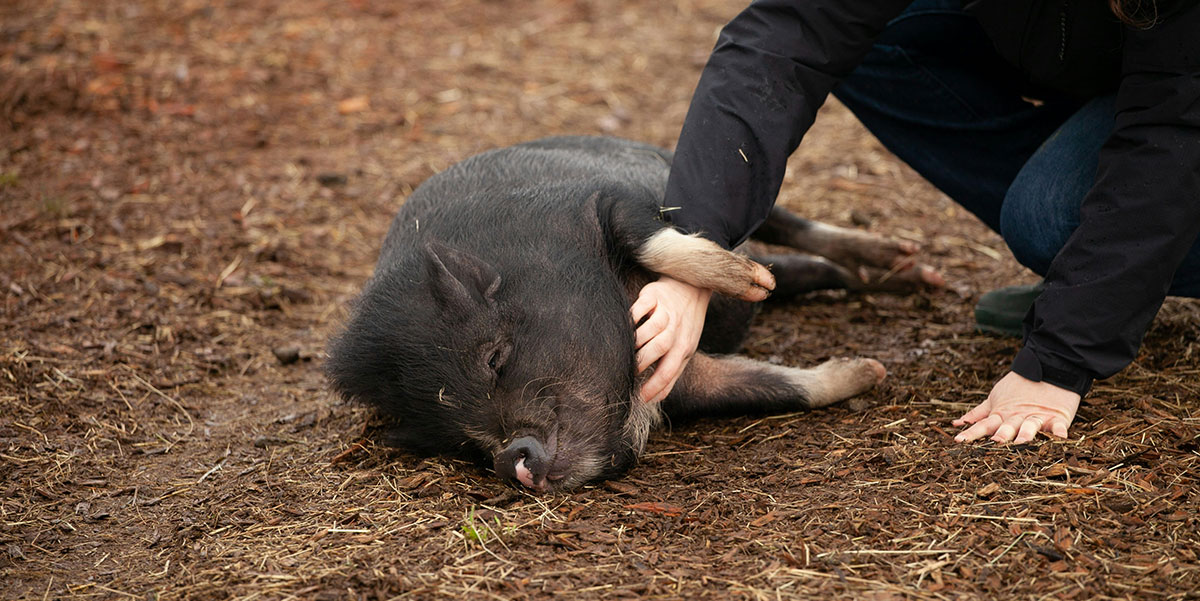 A person gently scratching the belly of a small black pig lying relaxed on muddy ground.
