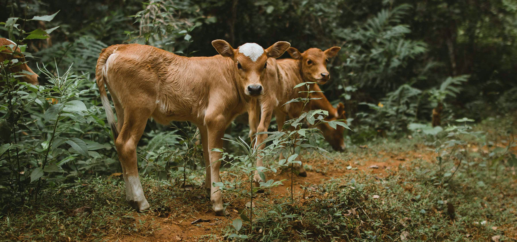 Two young calves with light brown fur standing in a lush green forest clearing, looking directly at the camera.