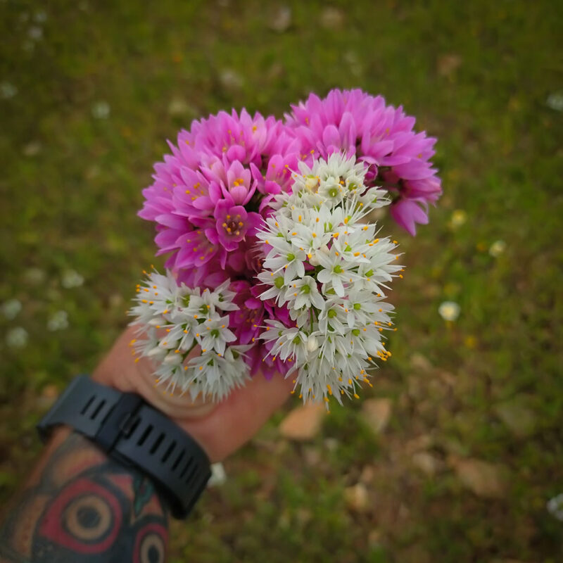 Image of a hand holding a bouquet of rose garlic blossoms