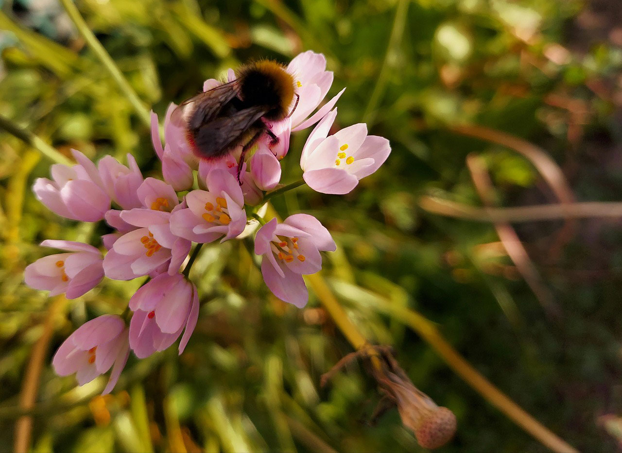 Close-up of a bee collecting nectar from pink Rosy Garlic flowers in natural sunlight.
