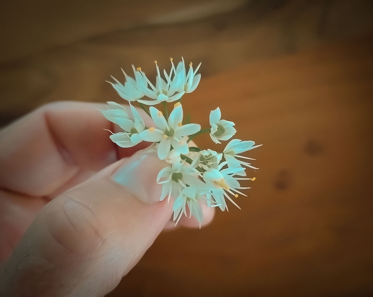 Close-up of a hand gently holding a small cluster of white Rosy Garlic flowers, with a soft brown background.