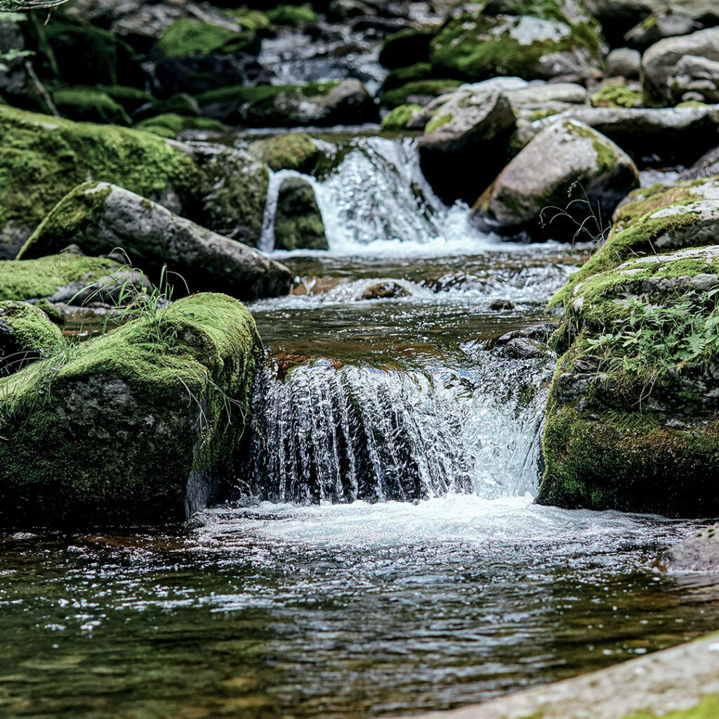 Mountain stream flowing over mossy rocks in a forest, with small waterfalls and green vegetation.