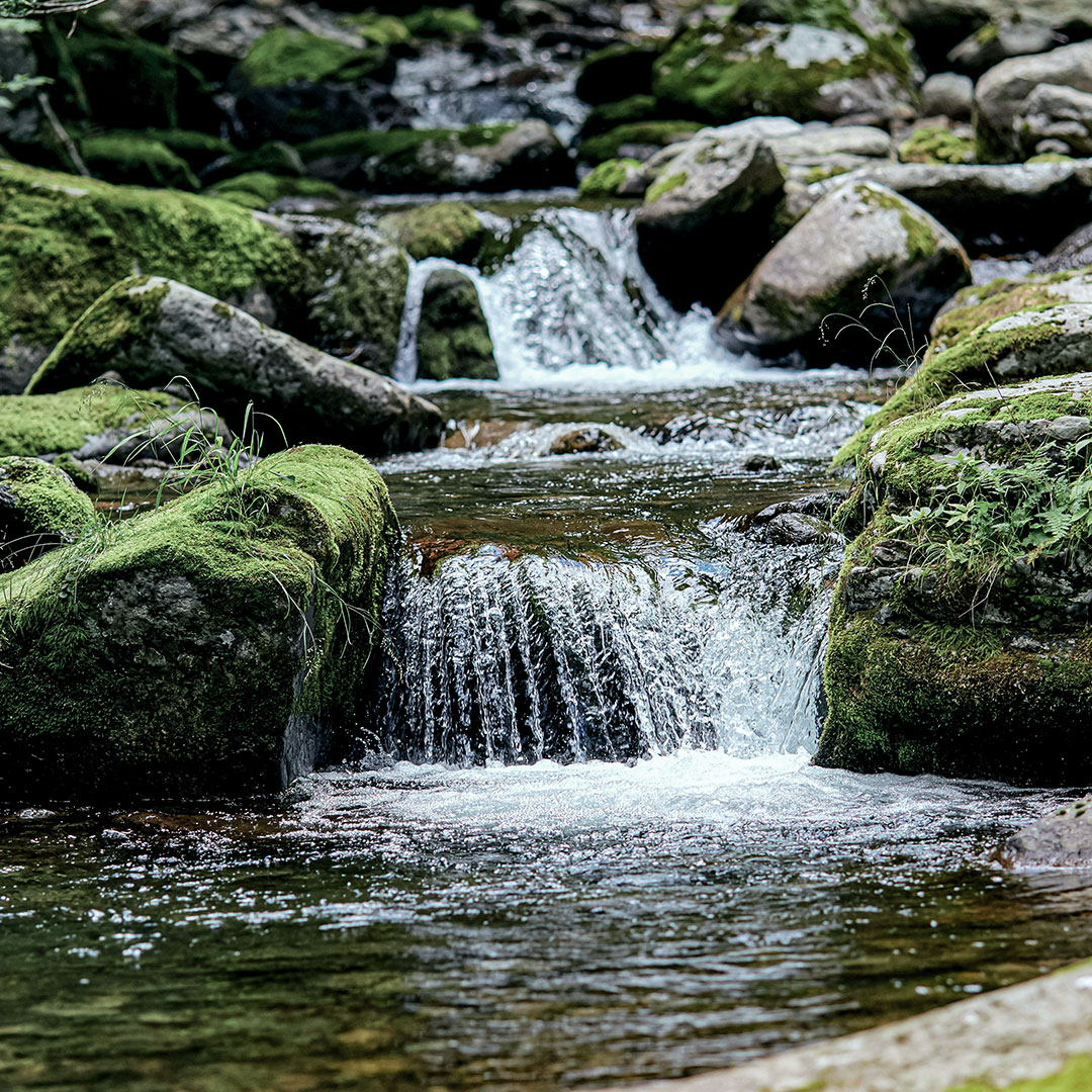 Mountain stream flowing over mossy rocks in a forest, with small waterfalls and green vegetation.