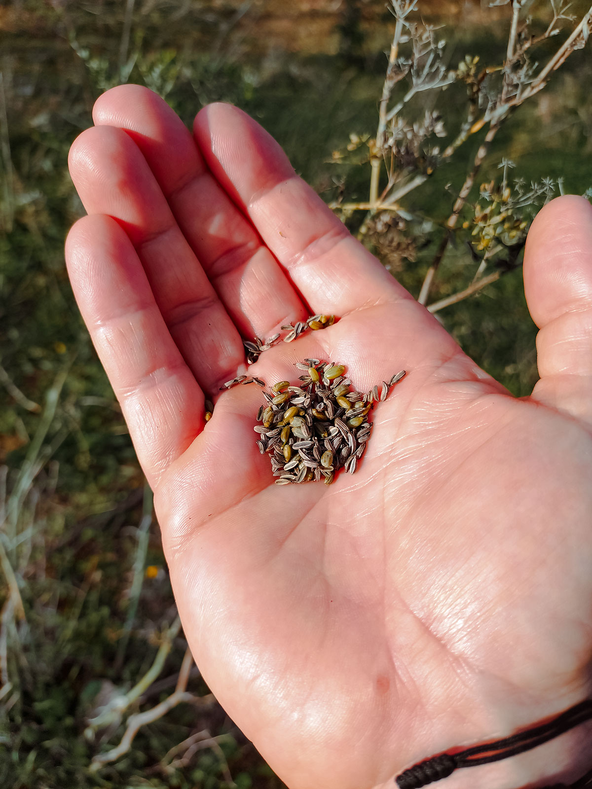 Hand holding a small pile of fennel seeds in natural sunlight, with fennel plants in the background.