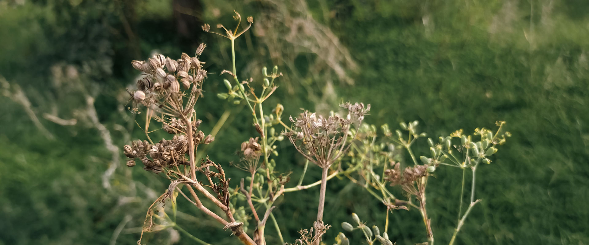 Healing Benefits of Fennel Seeds