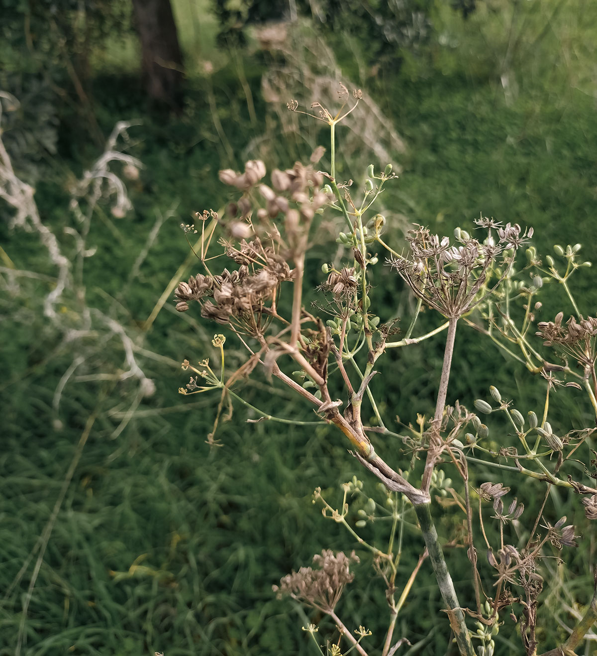Close-up of a fennel plant with dried and green seed heads in a wild green meadow.