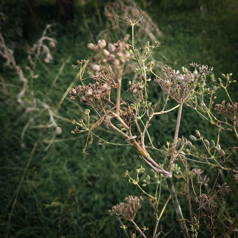 Close-up of dried fennel seed heads in a meadow with a soft green background.